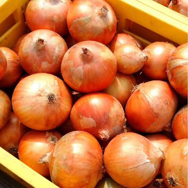 [온누리상품] [산지직송] 밀양 햇양파 중소 혼합 [1kg-10kg/익일출고]