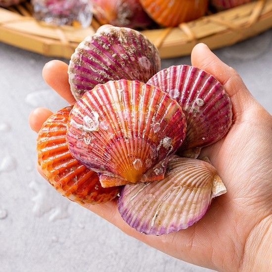 덕이네 당일조업 국내산 홍가리비 1kg 2kg 3kg