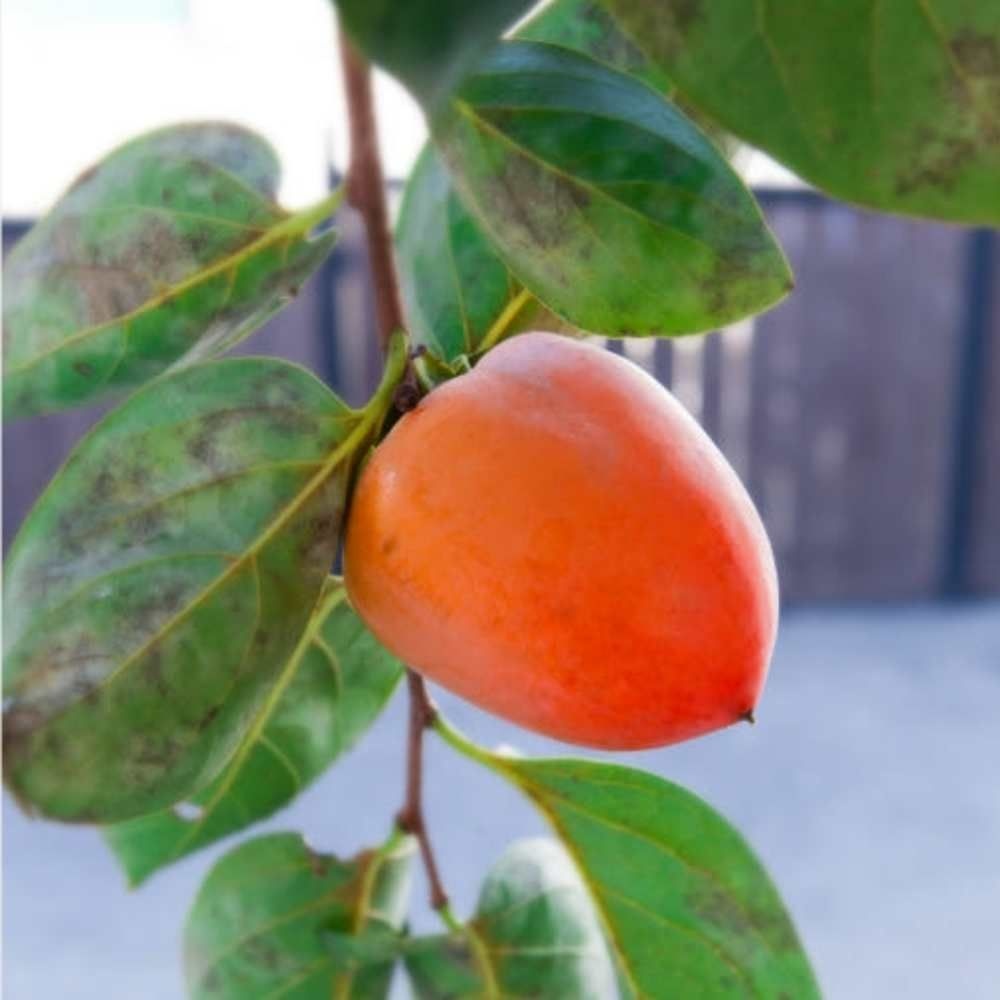 햇 대봉감 대봉시 홍시용 감 2kg 5kg 10kg