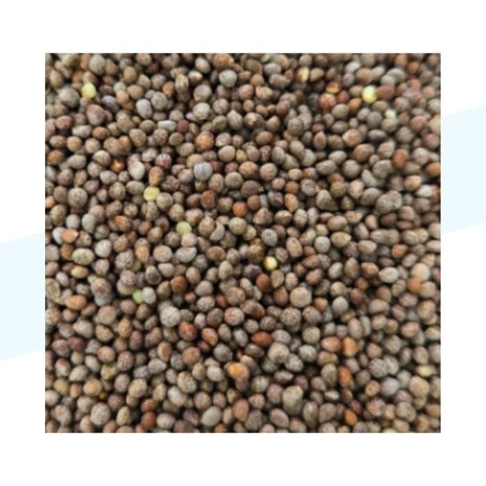 [탐라마켓협력사] 국산 햇 생들깨 통들깨 1kg 전남 해남