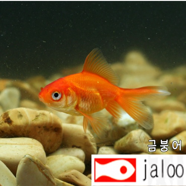 생먹이 자루 금붕어 50마리~ 알록달록 예쁜 금붕어 물고기