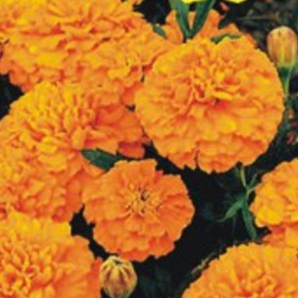 [하프클럽]메리골드씨앗 야생화 꽃씨 오렌지메리골드꽃씨 야생화종자20립