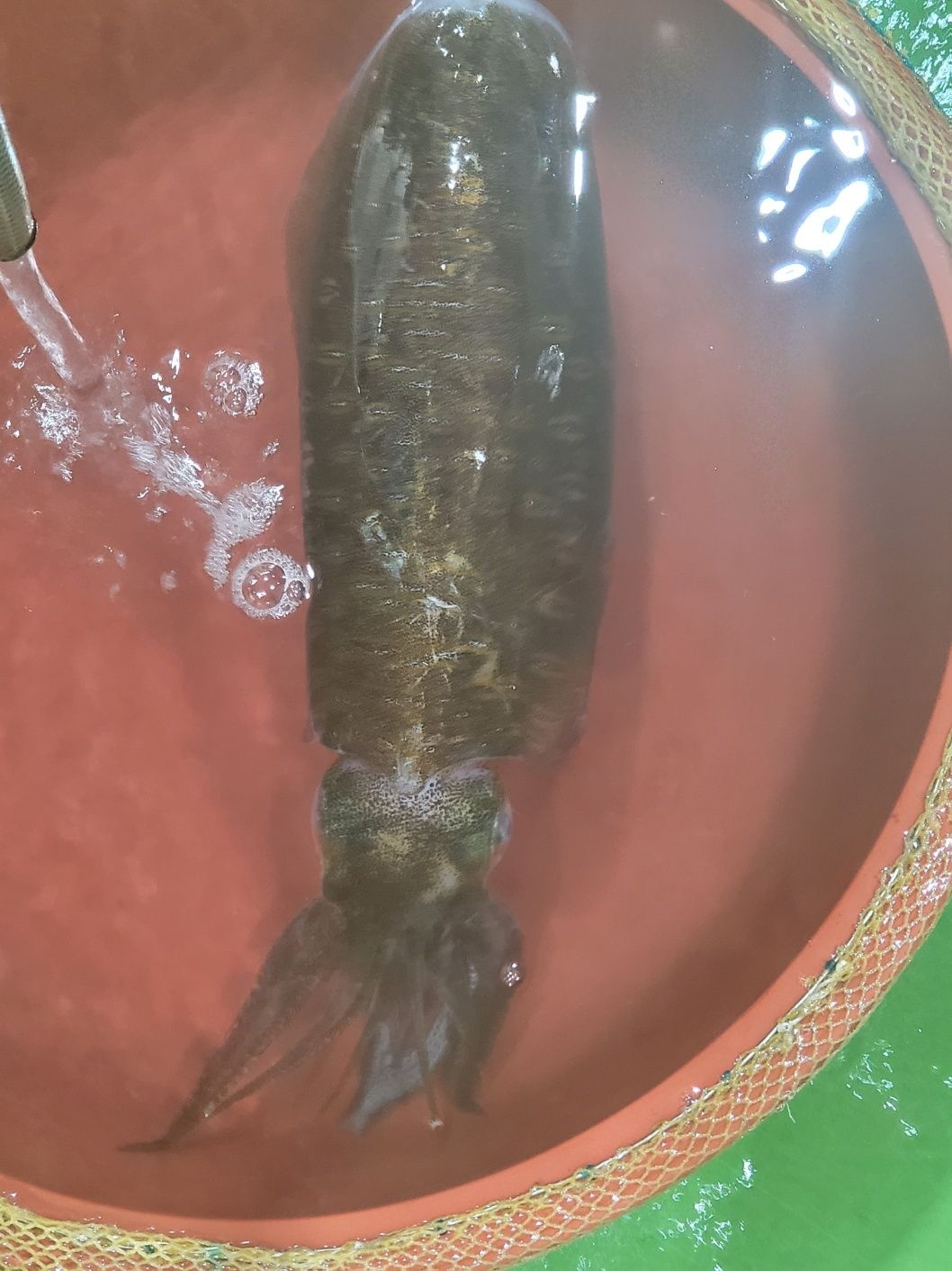 무늬오징어 흰오징어 천중어 생물 급냉 회 숙회 남해 완도 국산