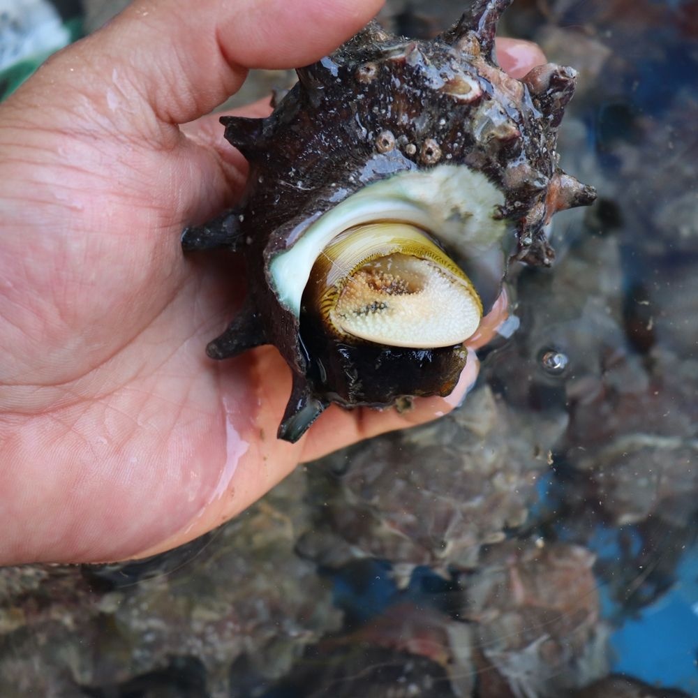 위플러스 협력사 통영 자연산 뿔소라 1kg 뿔소라회 소라 찜 구이