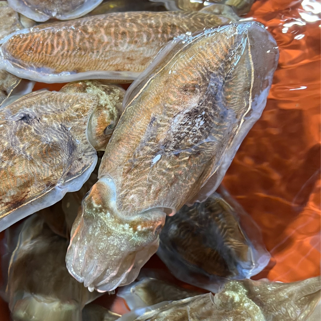 싱싱햇 국산 생물 갑오징어 제철 당일바리 오징어 1kg