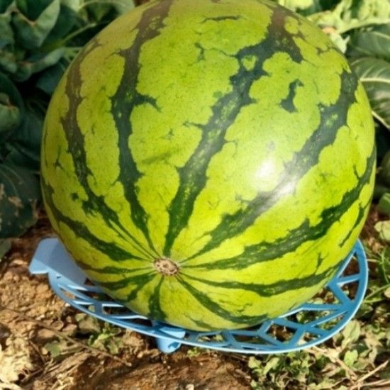 과일 재배 보호대 원예받침대 부패방지 과일받침 원형 받침대 월동준비 텃밭가꾸기