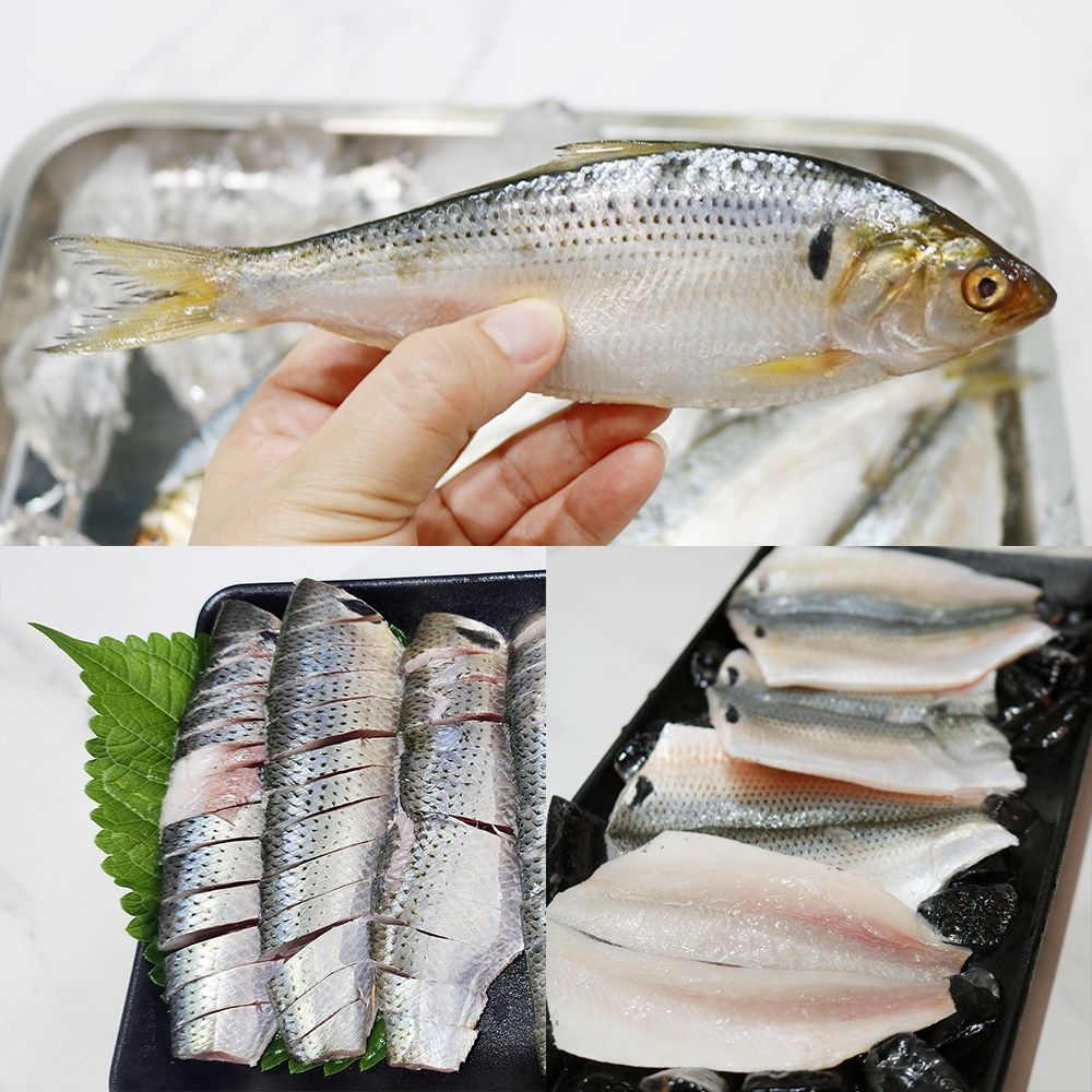 남해안 전어 250g~1kg 구이용 횟감용 새꼬시 필렛 모음 가을전어