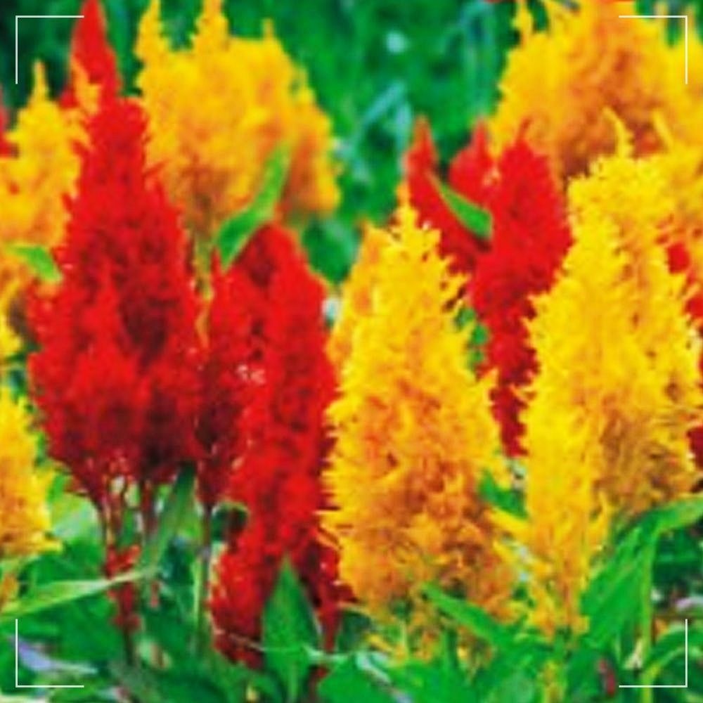 꽃씨 학교 사무실 정원 종자 씨앗 촛불 꽃씨앗 맨드라미 200립