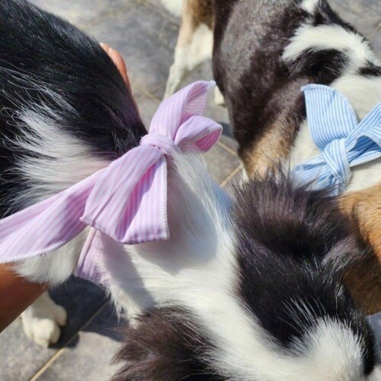 harryjp 선물스페이스  2컬러 반려동물 여름 쿨스카프 무더위 대비 강아지 고양이 용품