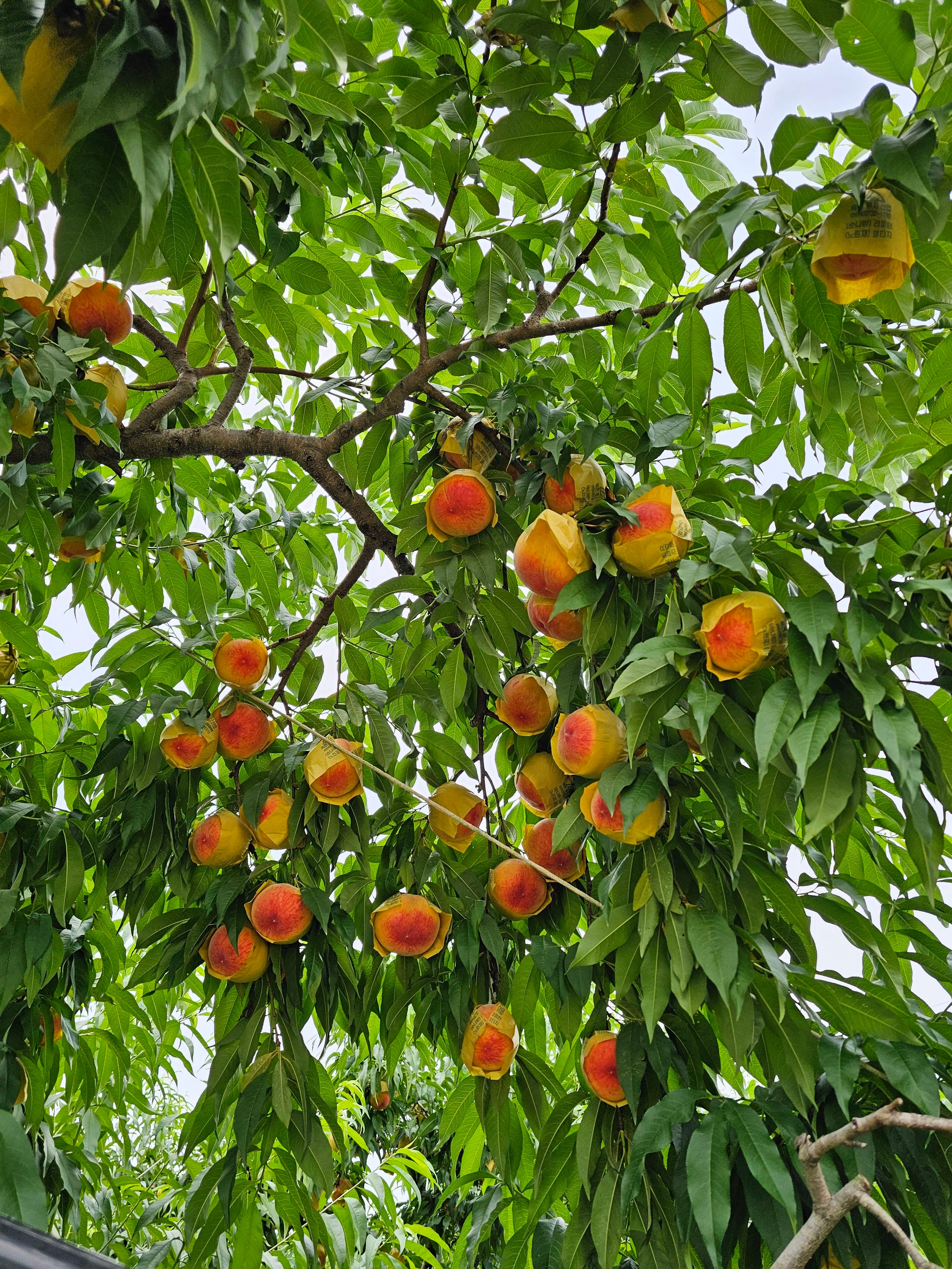 복숭아나무묘목 접목1년생 황도복숭아 조생황도, 원황도, 중생황도, 장호원황도