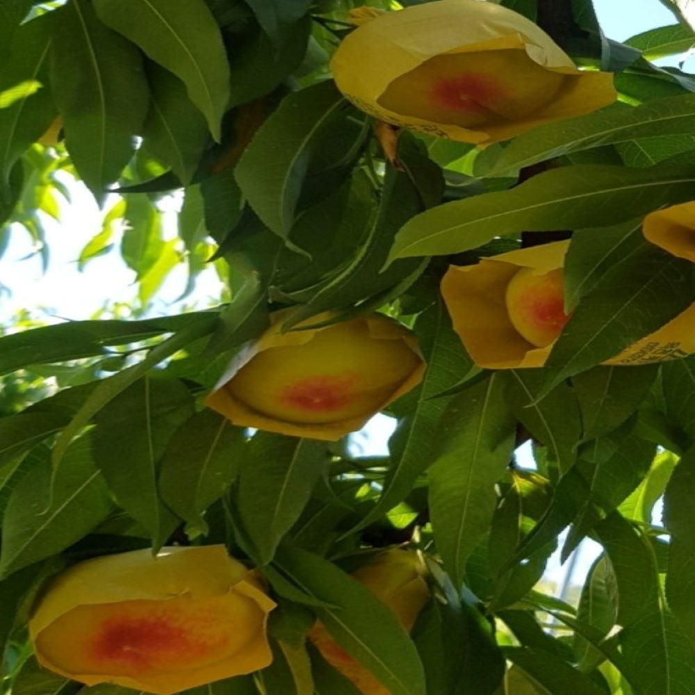 복숭아나무묘목 결실주 황도복숭아 조생황도, 원황도, 중생황도, 장호원황도