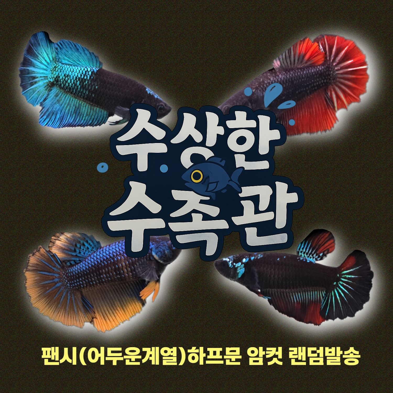 [수상한수족관] [하프문베타 ] 팬시(어두운컬러) 하프문 베타 암컷/ 1마리 /색상 랜덤발송