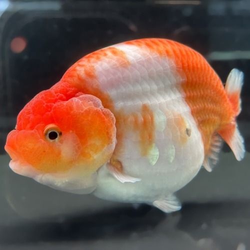 자체제작 [주니멀열대어][금붕어] 점보난주 15cm내외 / 2번 개체/분양