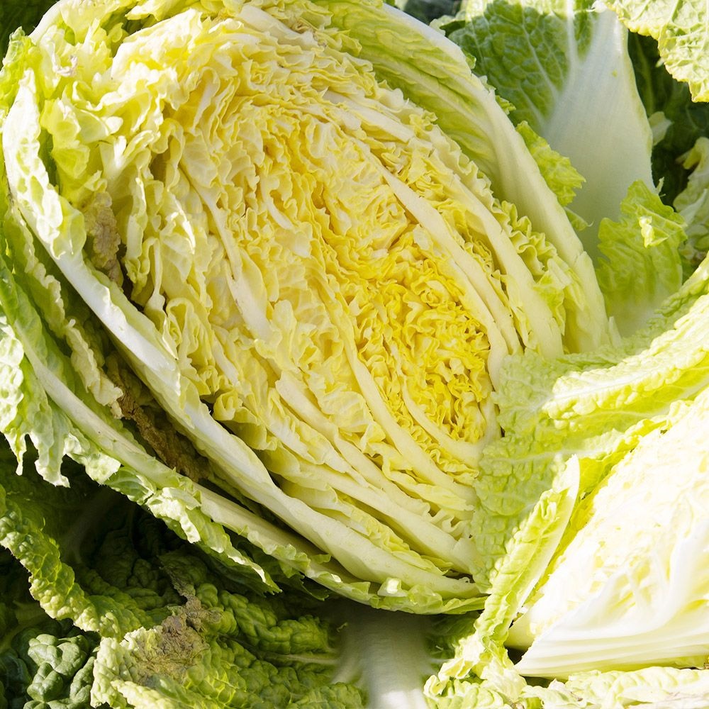 해남 절임배추 20kg HACCP인증 김장김치 김장배추 절인배추 롯데온