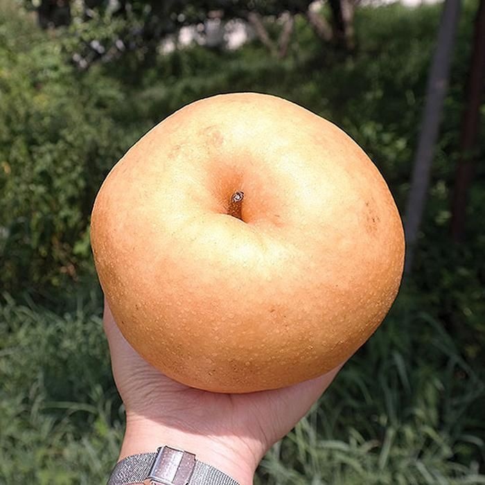 나주 신고 배 5kg 8-10과 대과 가정용 햇배 꿀배 나주 배 과일 배 한박스 배한상자 흠집배 못난이배 기스배