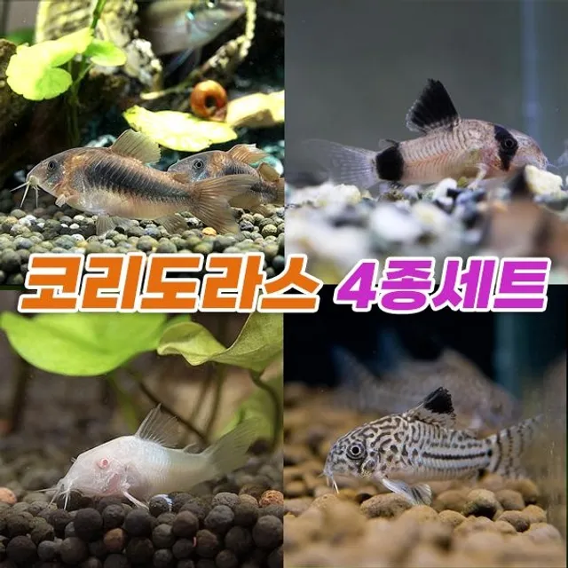 피알피쉬 코리도라스 4종세트 (7마리) _ 수족관 어항 청소 물고기 아이네우스 팬더 쥴리