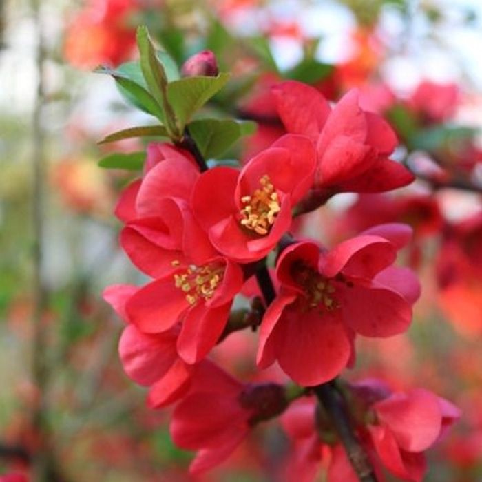 명자나무 흑광 꽃나무 묘목 정원 조경나무 개화주 (목하원예조경)