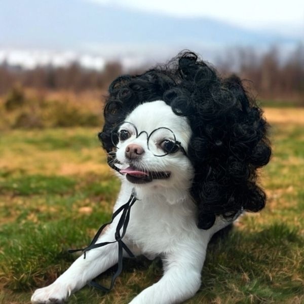 마이콜 뽀글머리 강아지 가발