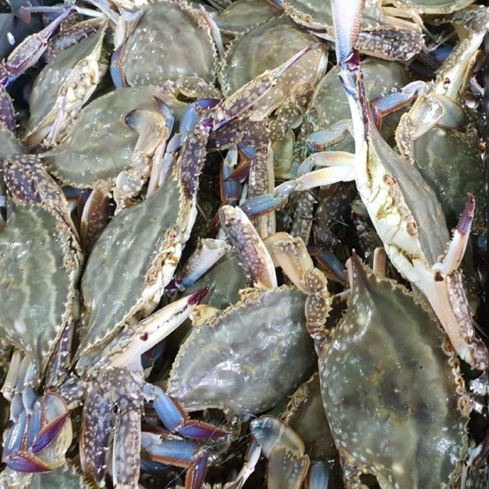 국내산 활꽃게 3kg