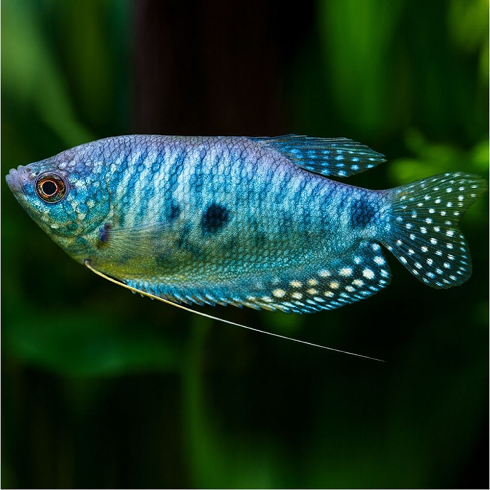 칸후 칸후 [M] 블루 마블 구라미 2마리