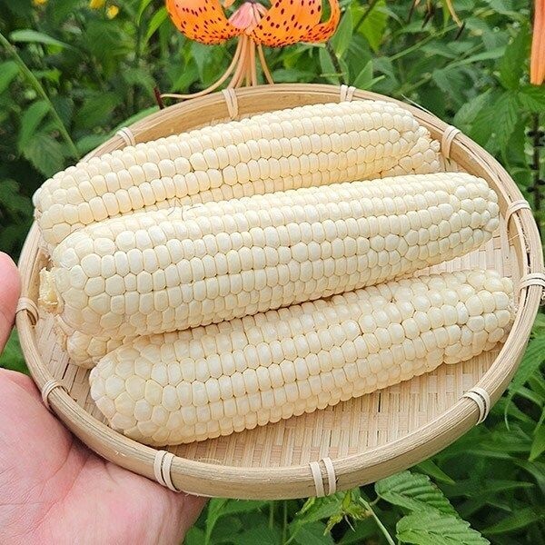 강원도 찰옥수수 20개입 상