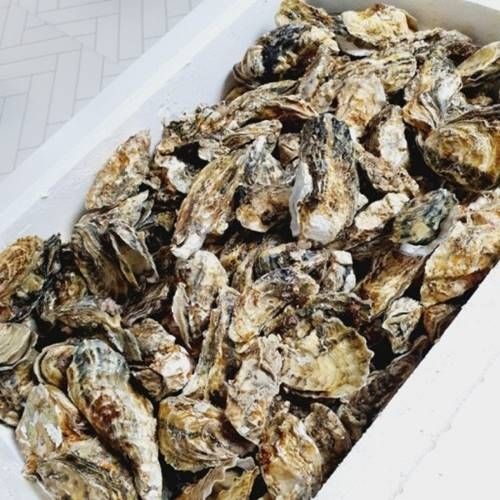 [온누리상품 상생페이백] 산지직송 여수  제철 석화 각굴    10kg