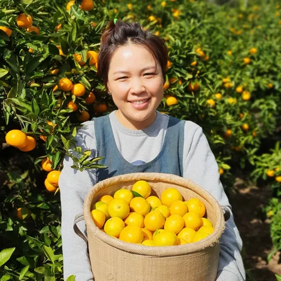 [제주 산지직송] 제주 노지 감귤 고당도 조생귤 무료배송