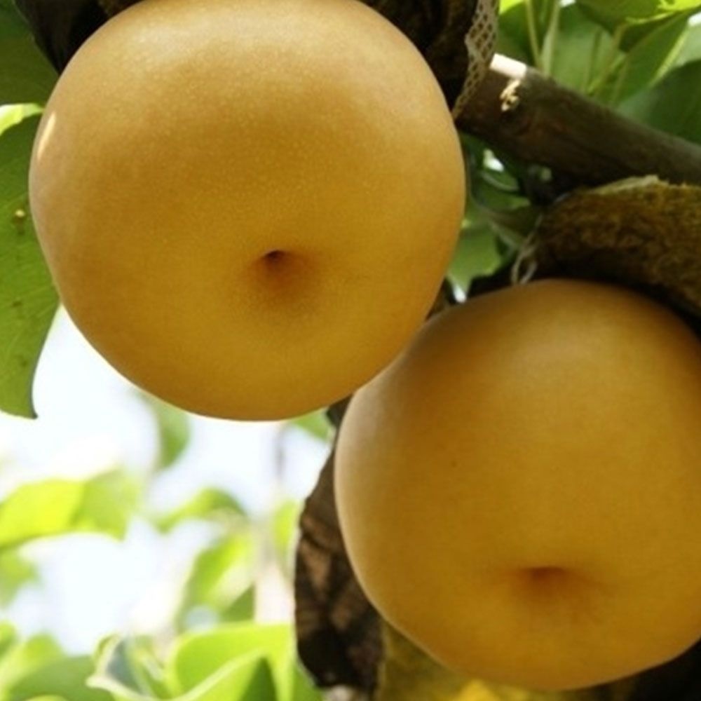 황금열매 나주배 업소용 가정용 흠집배 7.5kg 15kg