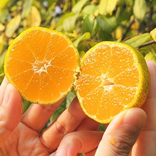 산해직송 협력사 [산해직송] 제주 노지 감귤 4.5kg(중대/L-2L)