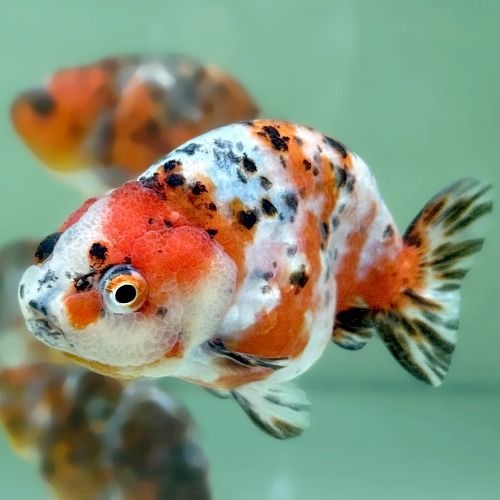 자체제작 [주니멀열대어]키우기쉬운[금붕어] 캘리코 난주 8~10cm내외 (랜덤발송)/분양