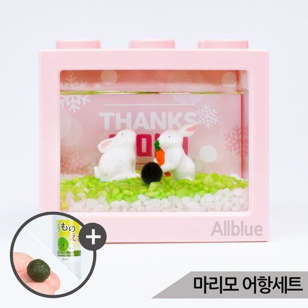 당근밀당중 토끼장식 마리모 키우기 세트 마리모포함