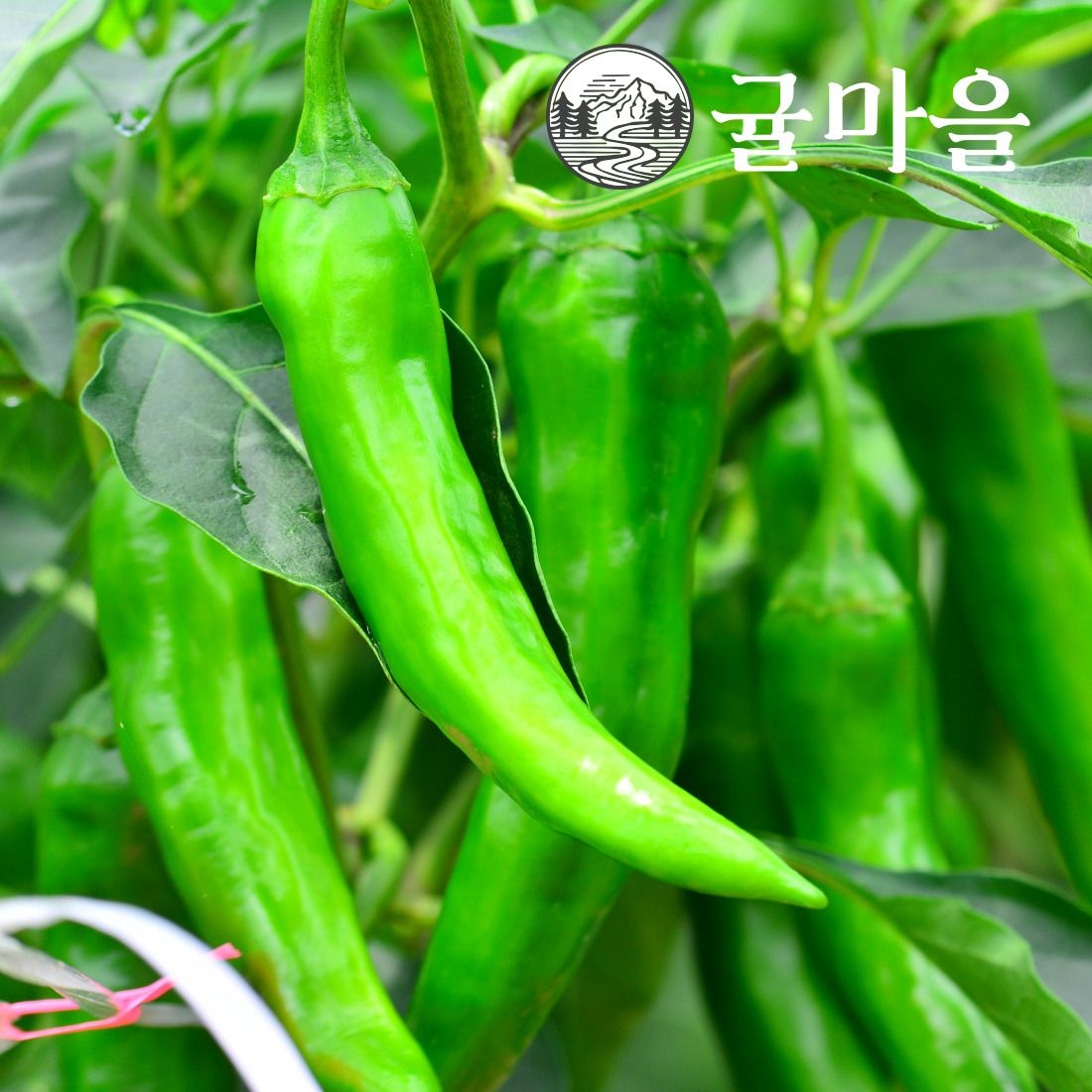 [(주)신흥유통]귤마을 국내산 아삭이 고추 1kg내외