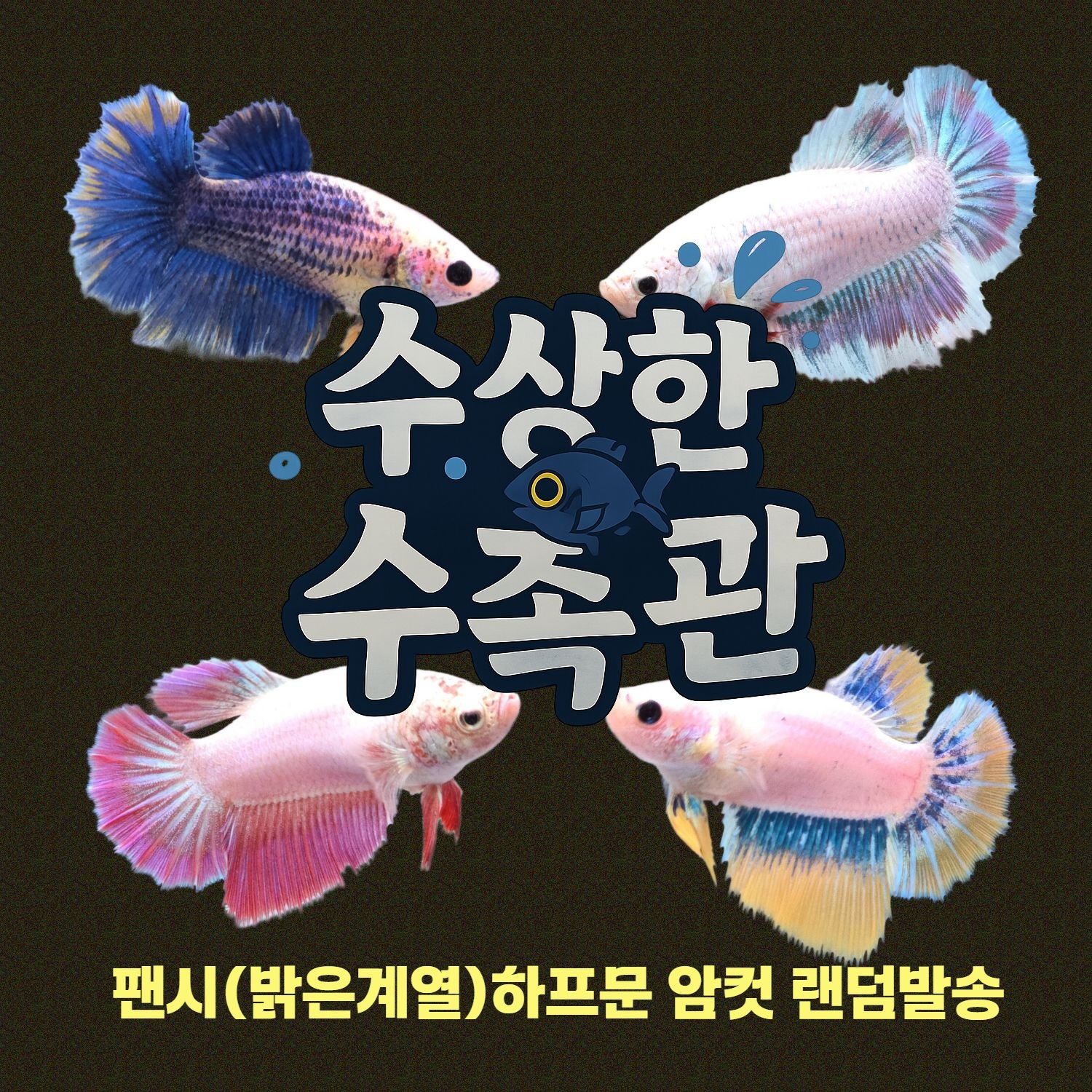 [수상한수족관] [하프문베타 ] 팬시(밝은컬러) 하프문 베타 암컷/ 1마리 /색상 랜덤발송