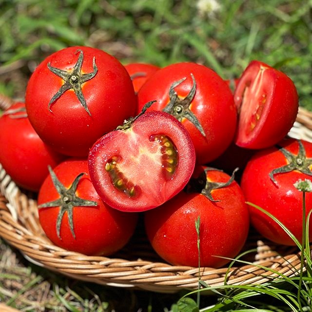 완숙 찰 토마토 쥬스용 못난이 대과 로얄과 3kg 5kg