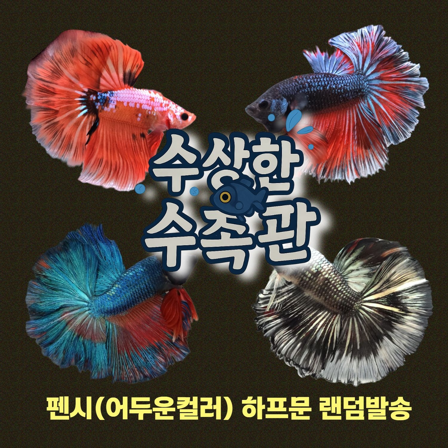 [수상한수족관] [하프문베타 ] 팬시(어두운컬러) 하프문 수컷 베타 / 1마리 / 랜덤발송