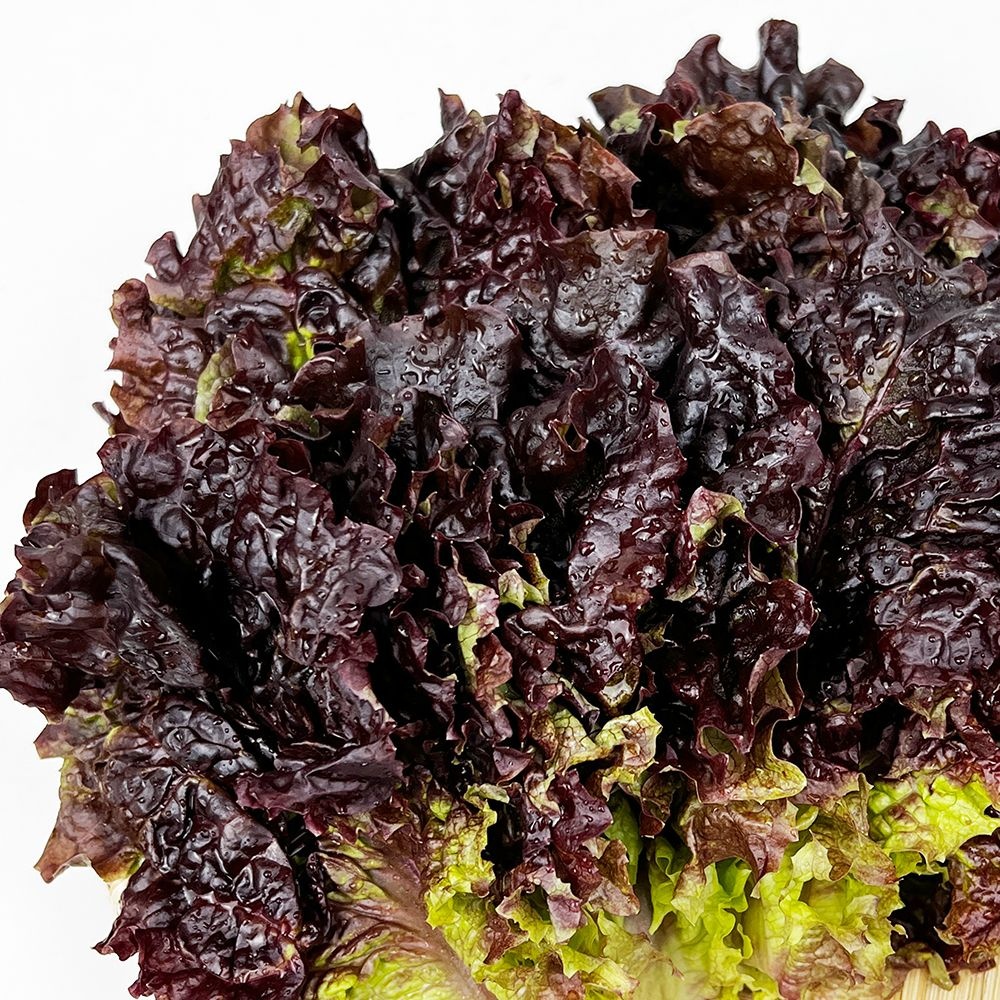 국내산 꽃상추 쌈채소 샐러드채소 상추 1kg