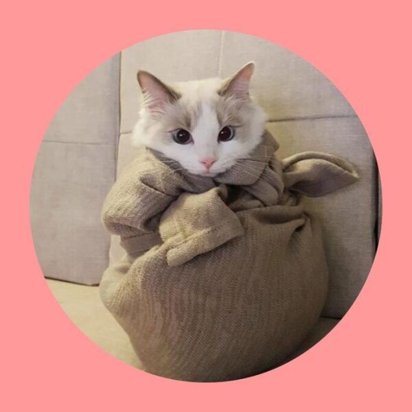 (주)에보니아 에보니아 [에보니아] #찐 리뷰! 국민 소파베드 리도 컵홀더 접이식 3인용 쇼파 반려동물 생활방수 이지클린