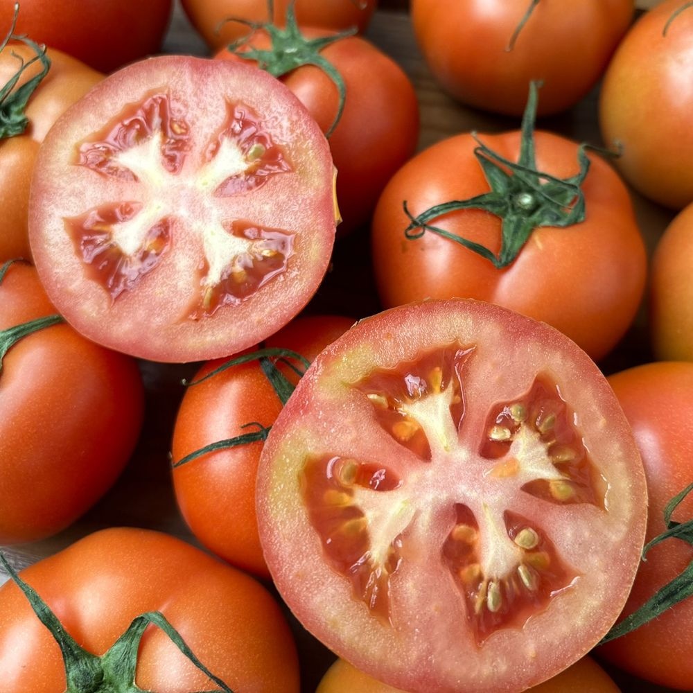 탱탱한 완숙 찰 토마토 햇 신선 토마토 5kg 3kg 2kg 1kg