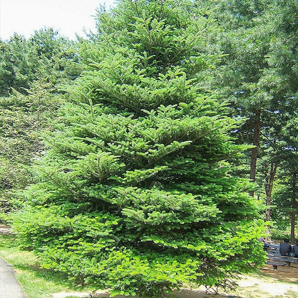 착한가격 나무생각 / 구상나무 / 1.5m