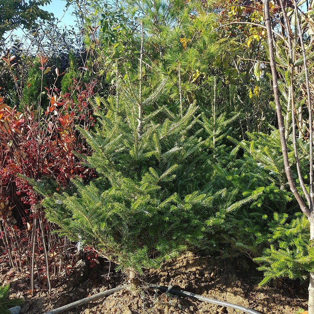 착한가격 나무생각 / 구상나무 / 1.5m