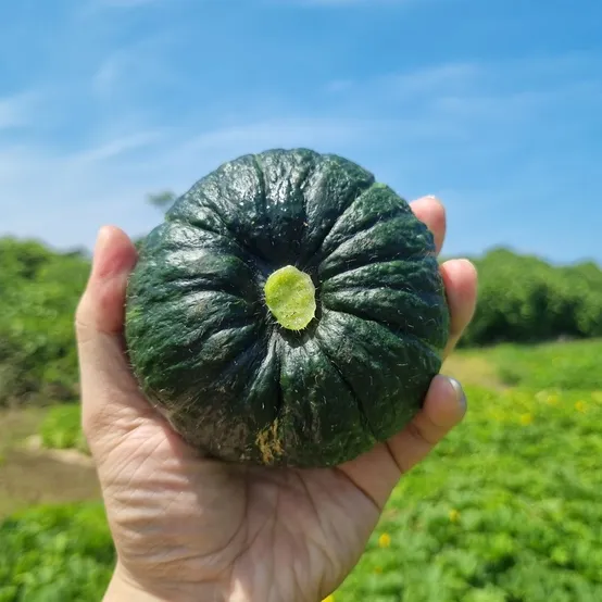 산지직송 제주 밤호박 단호박 보우짱 로열과 / 1kg 2kg 2.5kg 4.5kg 5kg
