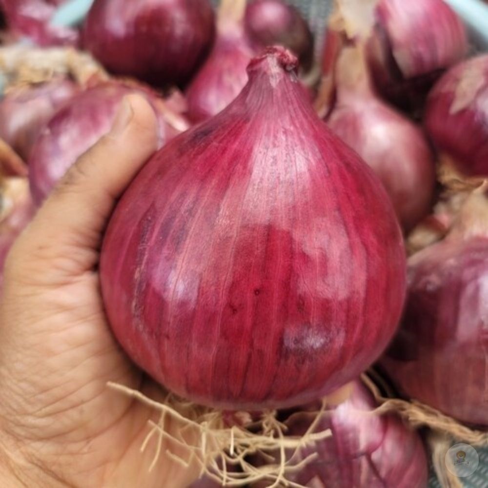 전남 무안 자색양파 특대혼합 5KG 효능 무안양파 즙