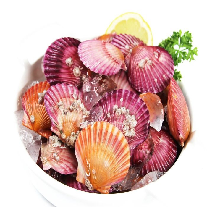 통영 제철 최상급 홍가리비 3kg