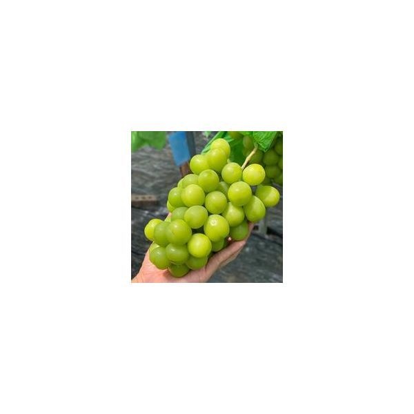 UnKnown 진관상사 (실속) 샤인머스켓 2kg (4-5수) 진짜 먹거리