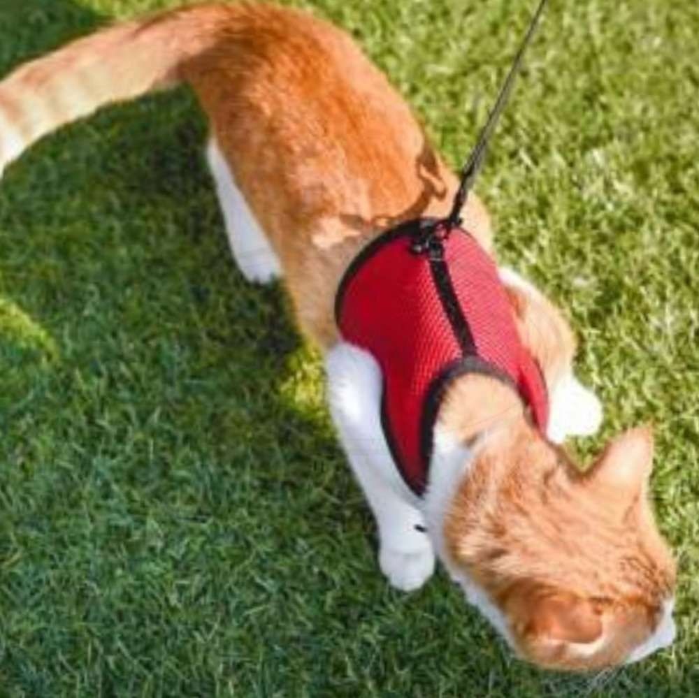 조깅 하네스 L (고양이,소형동물용) 목줄 퍼프라스트 반려동물