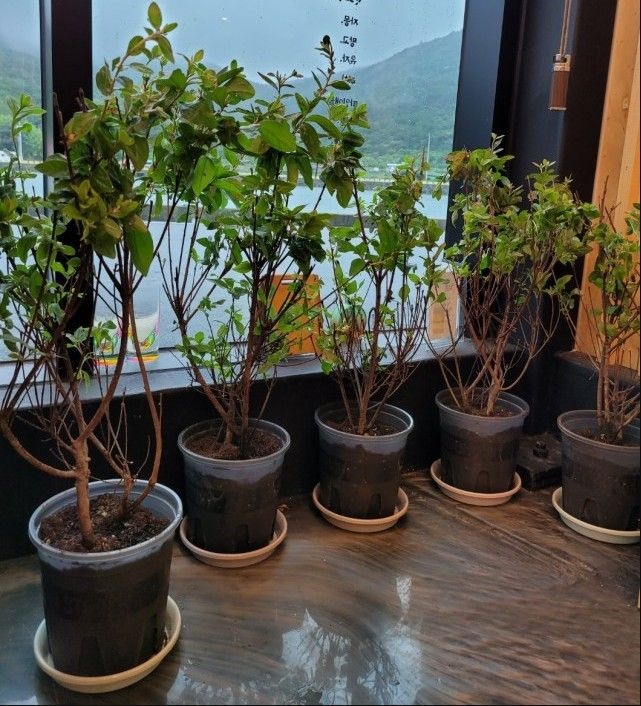 철쭉나무 영산홍 나무 3년분묘0.38m 연산홍 묘목 5개