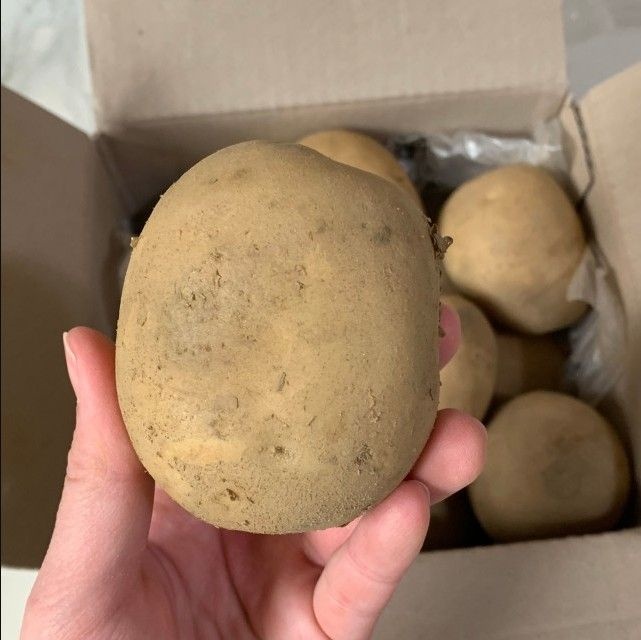 두백 감자 인디언 러셋 홍감자 수미 강원도 (특/3kg)