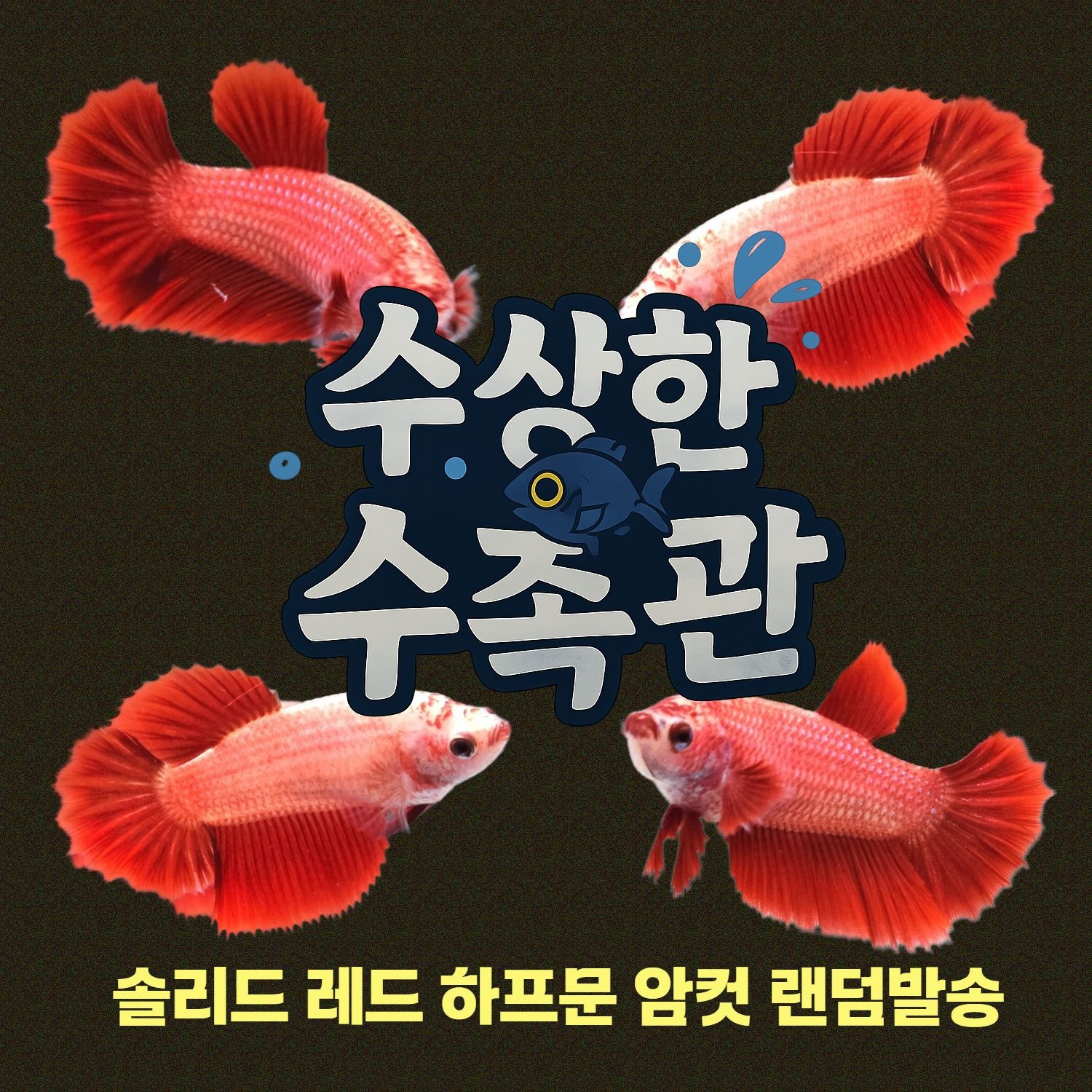 [수상한수족관] [하프문베타 ]솔리드색상 레드 하프문 베타 암컷/ 1마리 /색상 랜덤발송