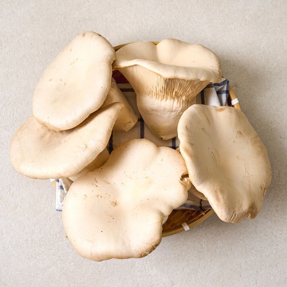 (현대Hmall) GAP인증 무농약 설원버섯 4개입 (총 700g이상) 황제버섯 스테이크버섯