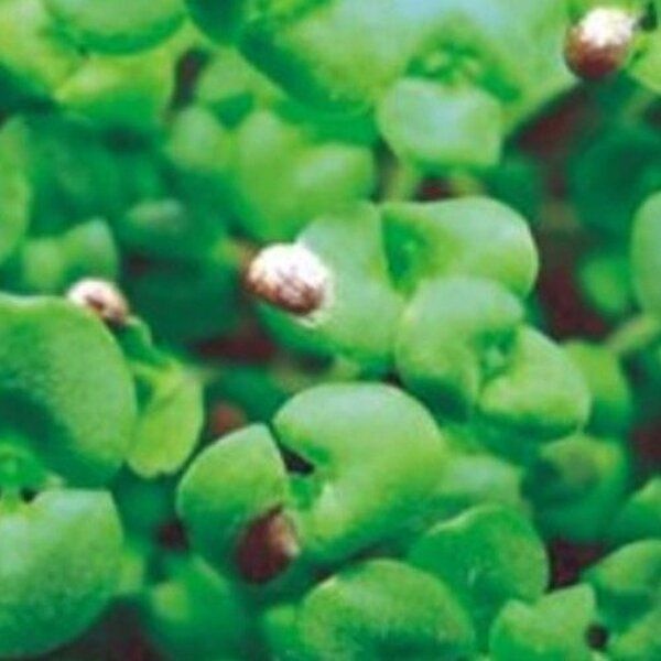 고품질 새싹전용 새싹 들깨 야채 채소 종자 씨앗 키우기 20g 종자판매 종묘사 들깨씨 씨앗판매 WFGYM4M